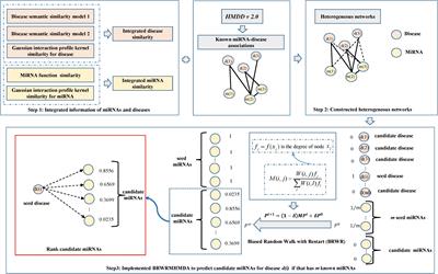 Biased Random Walk With Restart on Multilayer Heterogeneous Networks for MiRNA–Disease Association Prediction